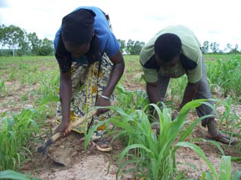 2 sarclage du sorgh#106E9C5